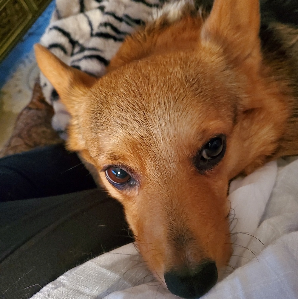 Meet your Posher, Ginger